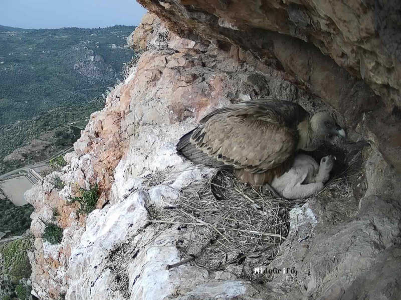 Diretta web per i nidi dell’aquila reale e del grifone | Parco Naturale ...